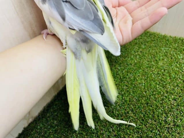 オカメインコ