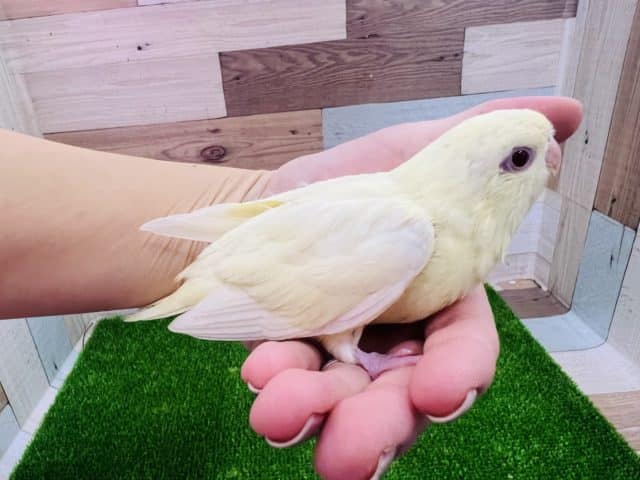サザナミインコ