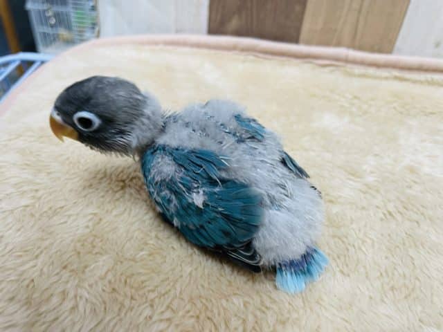 ブルーボタンインコ