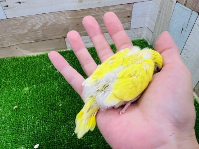 セキセイインコ