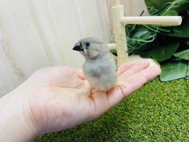 錦花鳥（キンカチョウ）