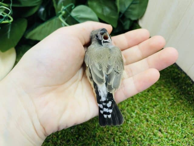 錦花鳥（キンカチョウ）