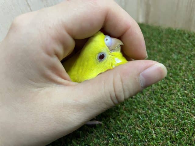セキセイインコ