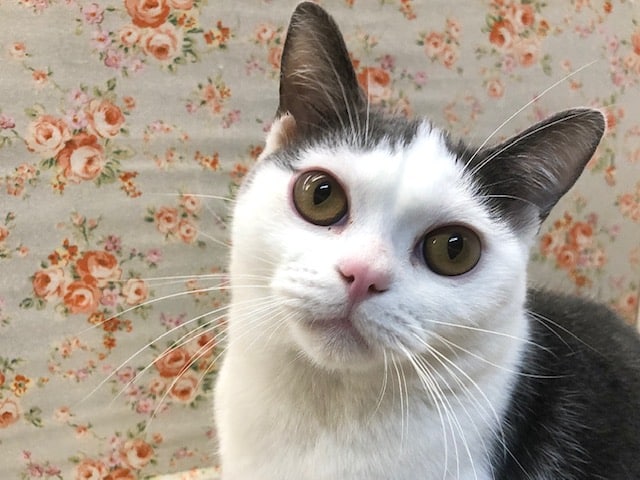 アメリカンショートヘア