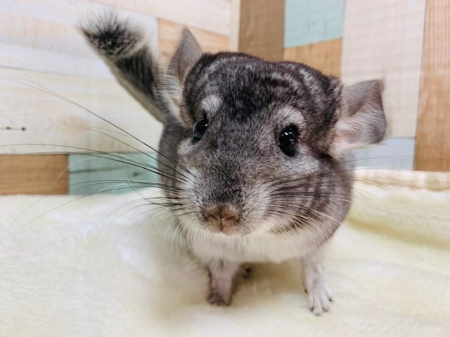 チンチラ