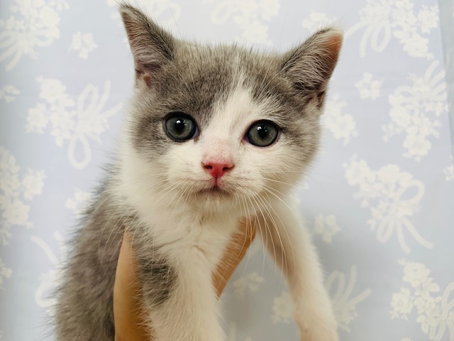 ブリティッシュショートヘア