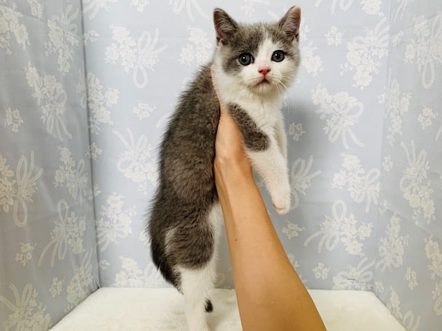 ブリティッシュショートヘア