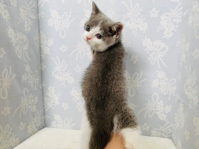 ブリティッシュショートヘア