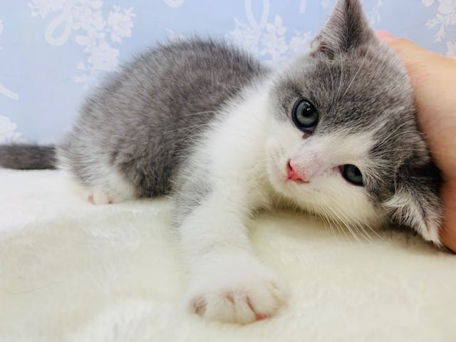 ブリティッシュショートヘア