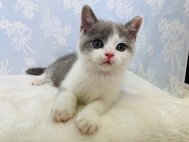 ブリティッシュショートヘア