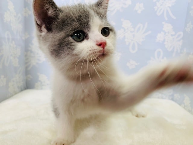 ブリティッシュショートヘア