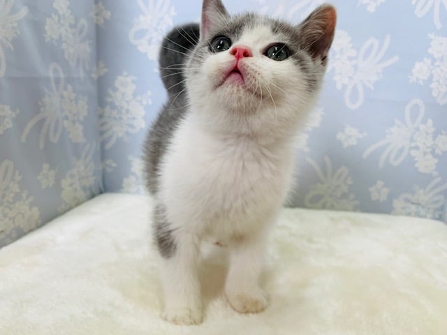 ブリティッシュショートヘア