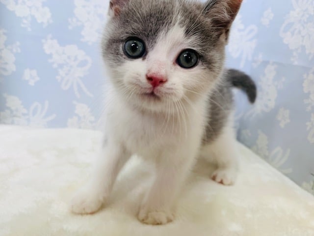 ブリティッシュショートヘア