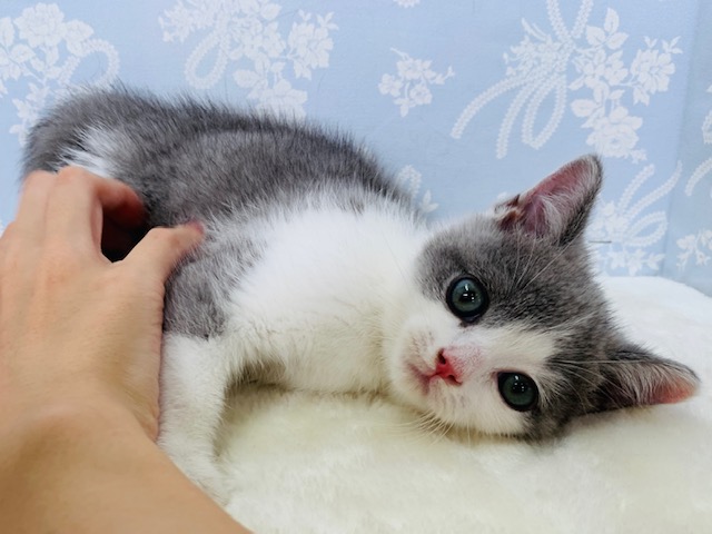 ブリティッシュショートヘア
