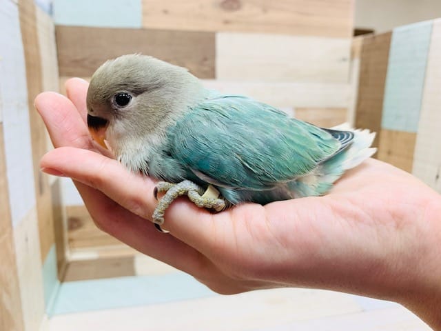 コザクラインコ（小桜インコ）
