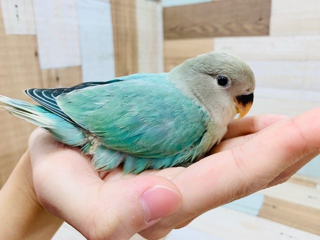 コザクラインコ（小桜インコ）