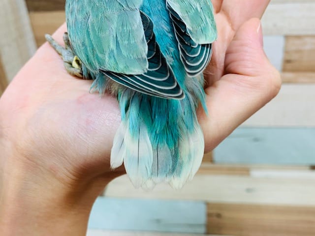 コザクラインコ（小桜インコ）