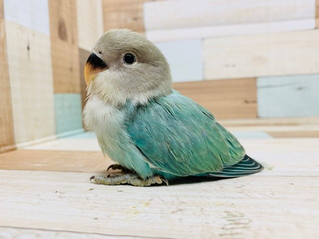 コザクラインコ（小桜インコ）