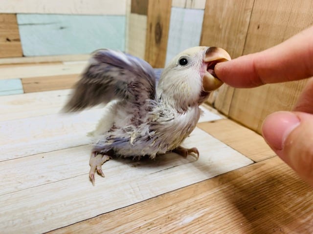 コザクラインコ（小桜インコ）
