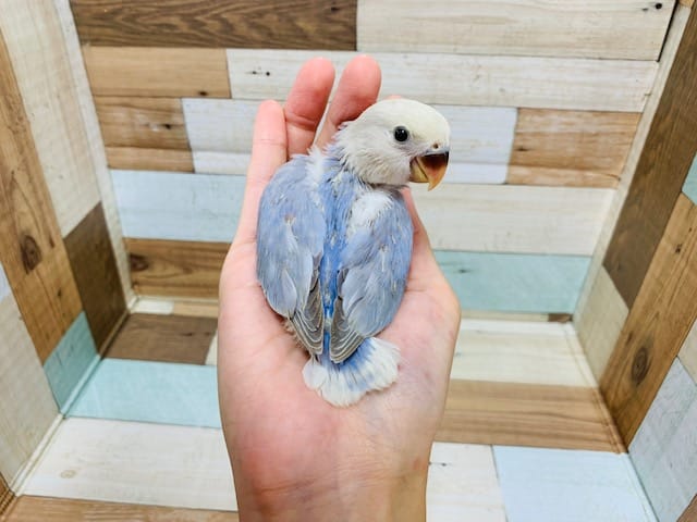 コザクラインコ（小桜インコ）