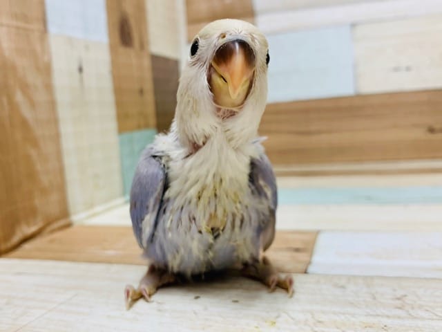 コザクラインコ（小桜インコ）