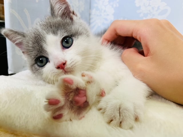 ブリティッシュショートヘア