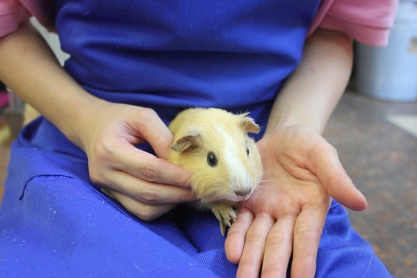 イングリッシュモルモット