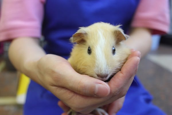 イングリッシュモルモット