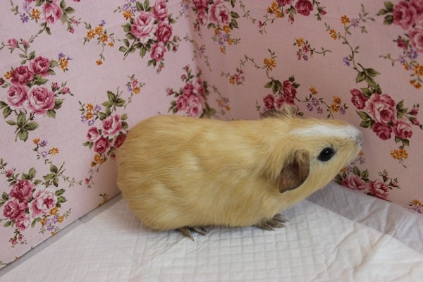 イングリッシュモルモット