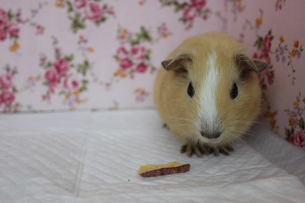 イングリッシュモルモット