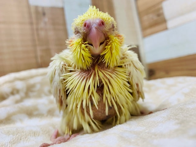オカメインコ