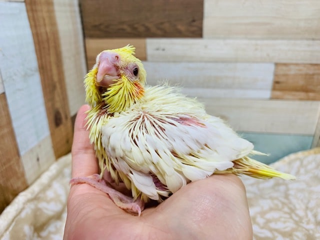 オカメインコ