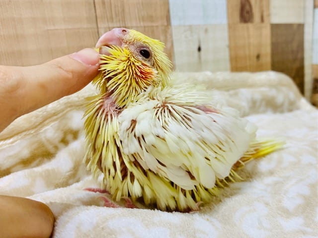 オカメインコ
