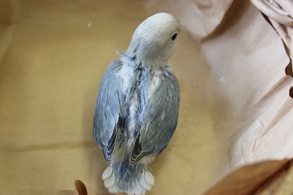 コザクラインコ（小桜インコ）