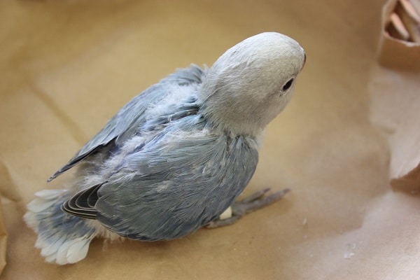 コザクラインコ（小桜インコ）