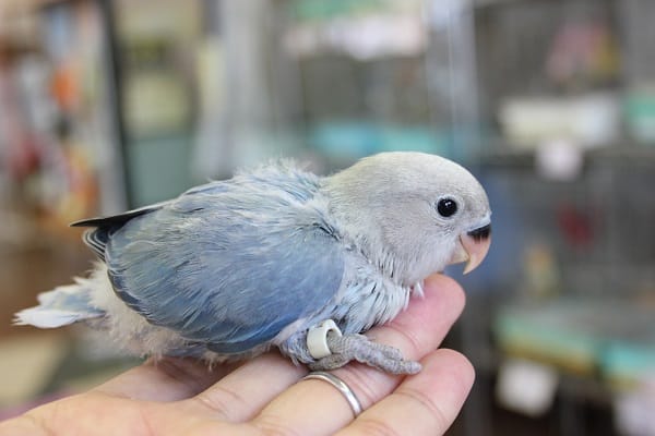 コザクラインコ（小桜インコ）