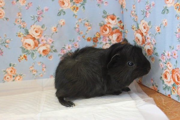 アビシニアンモルモット