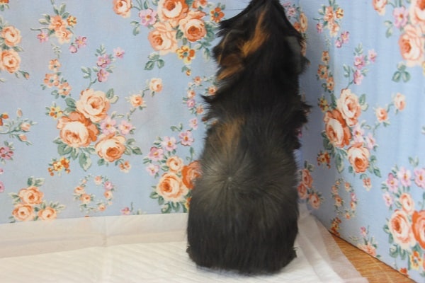 アビシニアンモルモット