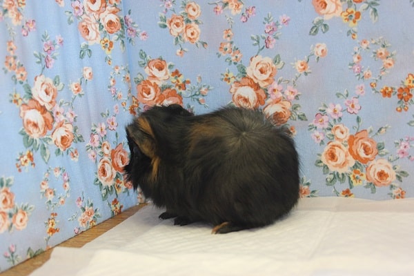 アビシニアンモルモット