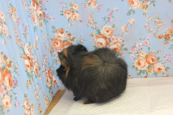 アビシニアンモルモット