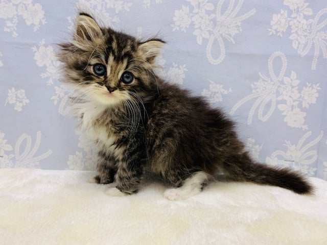 当店生まれ♪幼さがなくなりイケメンに☆ミックス猫(サイベリアン×チンチラ)くん!! ミックス猫