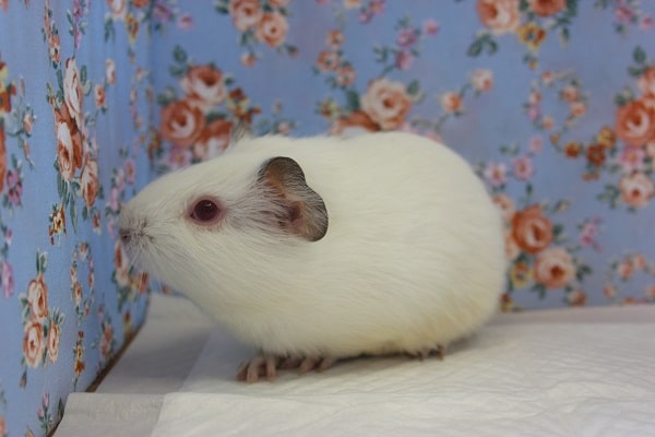 イングリッシュモルモット