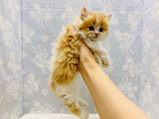 スコティッシュフォールド