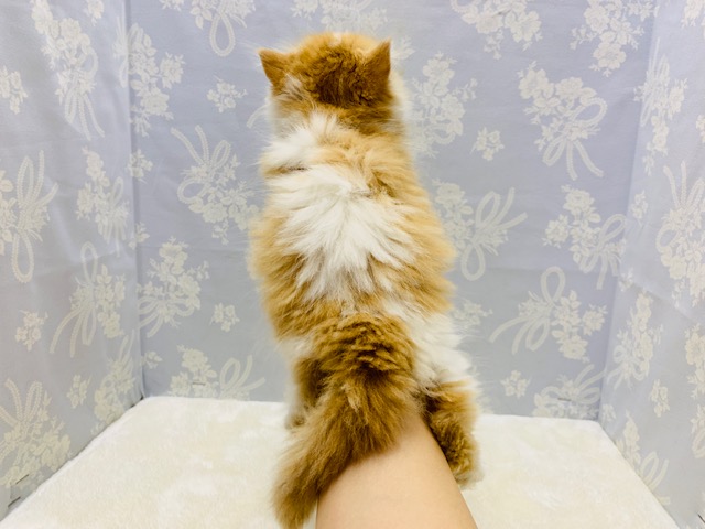 スコティッシュフォールド