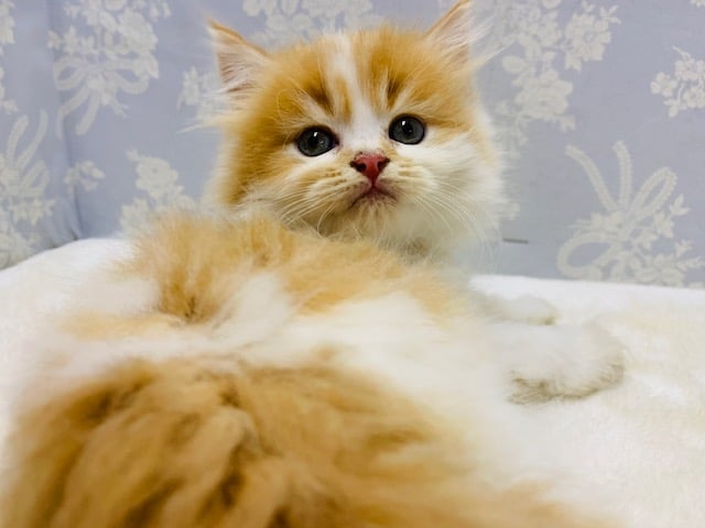 スコティッシュフォールド