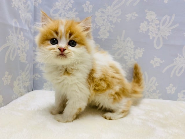 スコティッシュフォールド