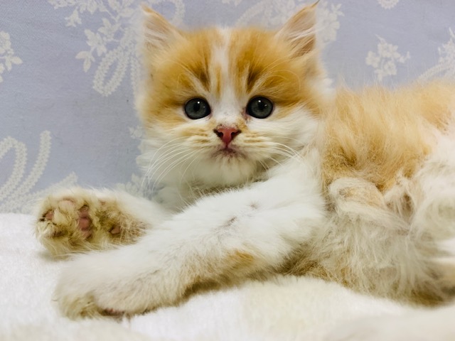 スコティッシュフォールド