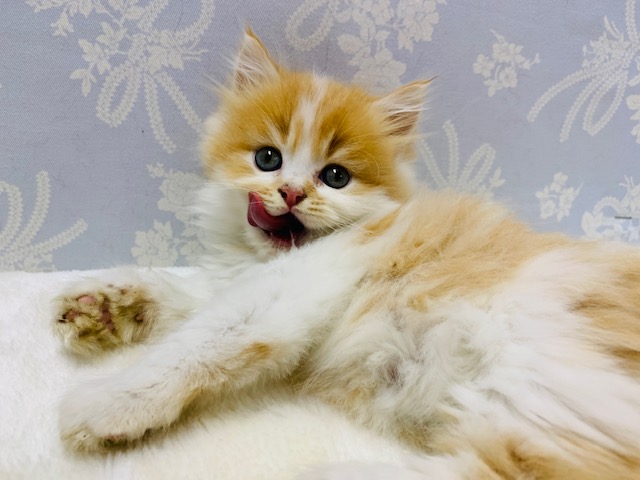 スコティッシュフォールド