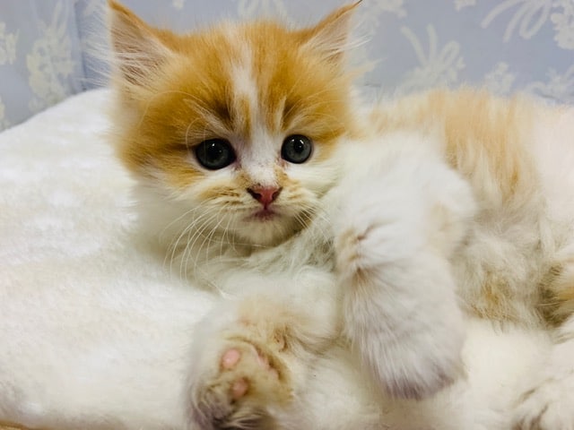 スコティッシュフォールド