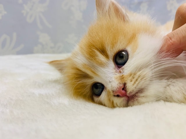 スコティッシュフォールド